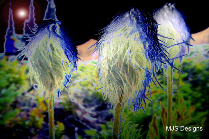 Mountain Flowers