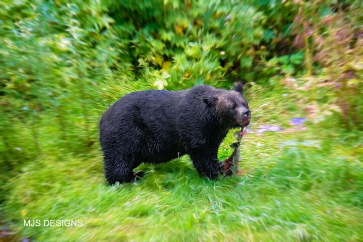 Hungry Bear